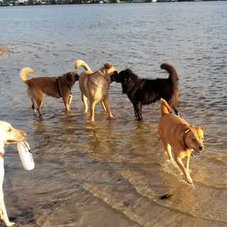 Gus and Trane making friends at the Fort Walton Beach Dog Beach
